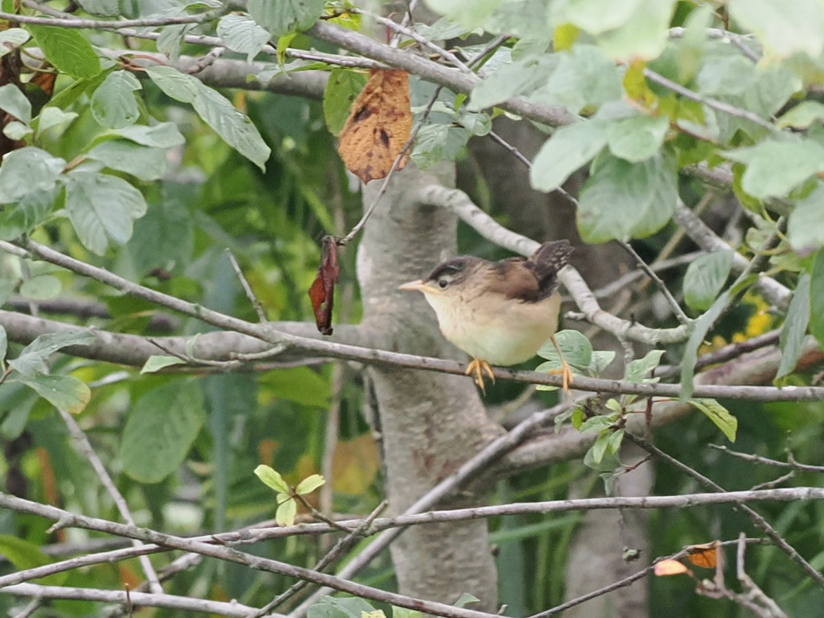 Marsh Wren - ML641135825