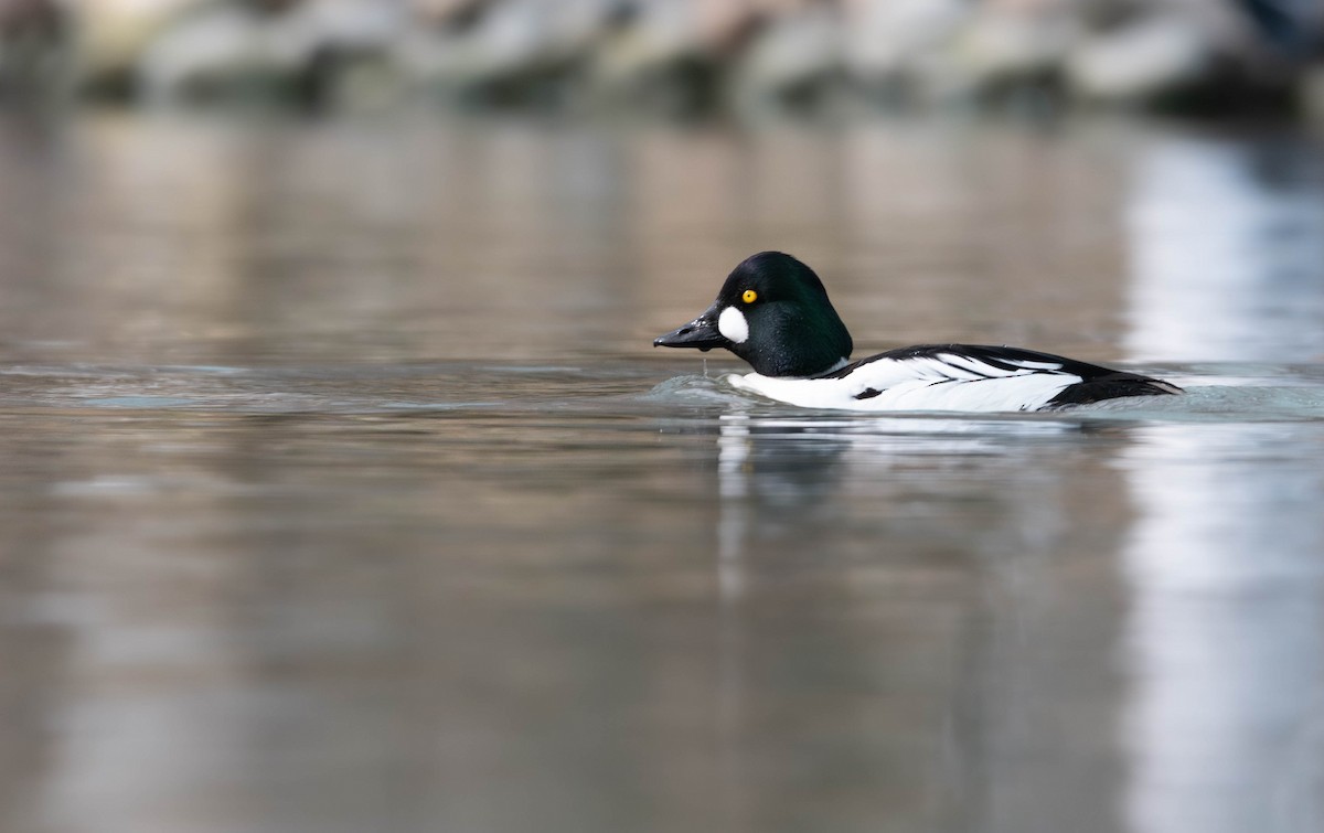 עבראש ירוק - ML641135836