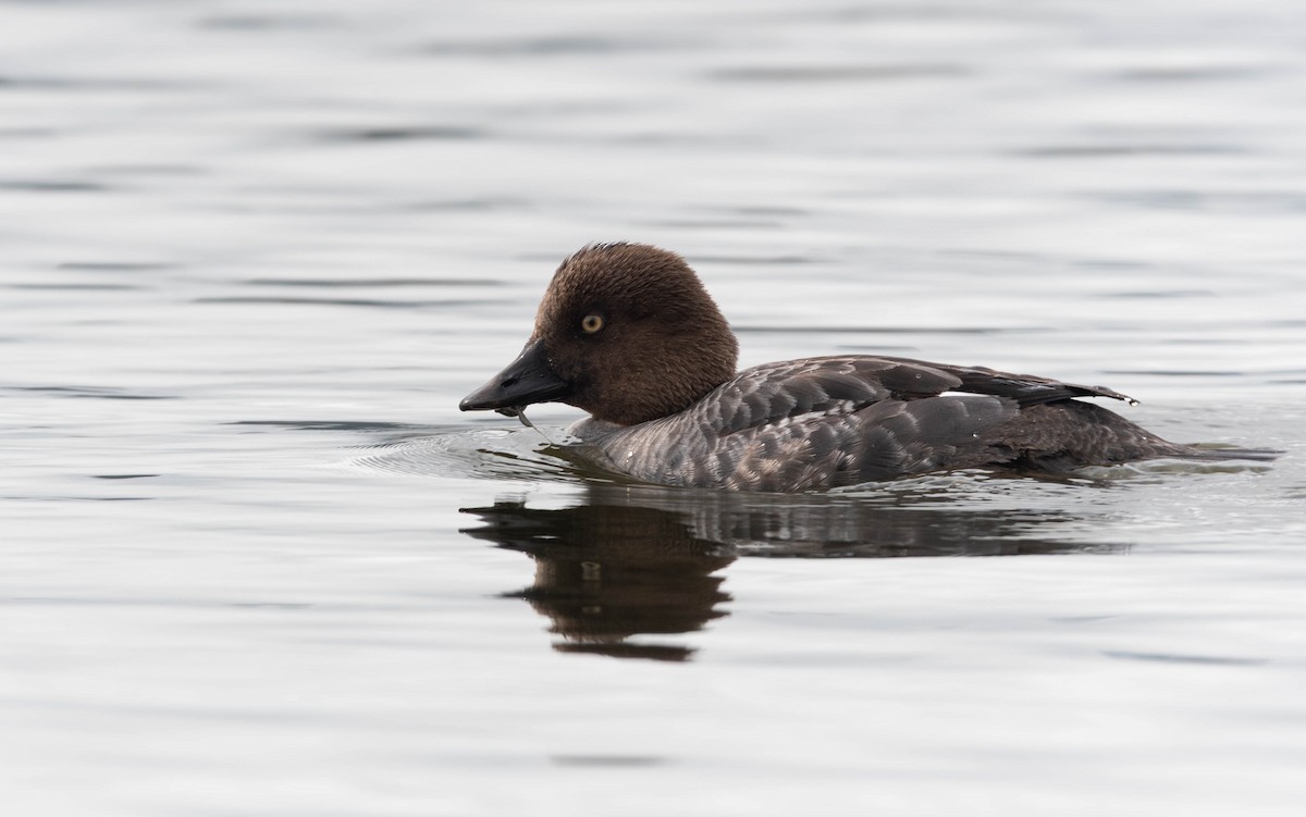 עבראש ירוק - ML641135840