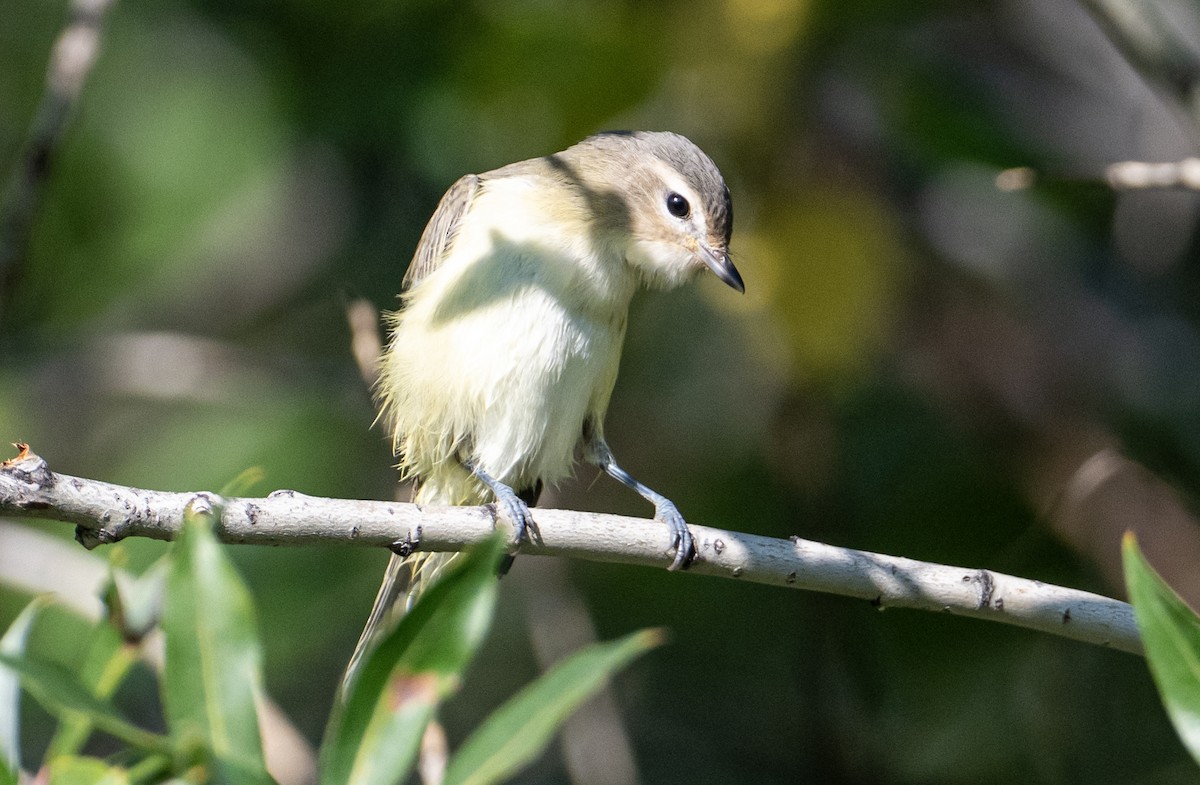 Eastern/Western Warbling Vireo - ML641135841