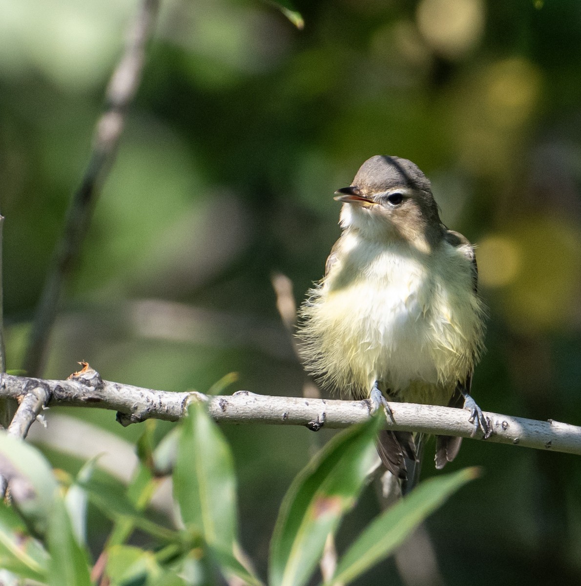Eastern/Western Warbling Vireo - ML641135842