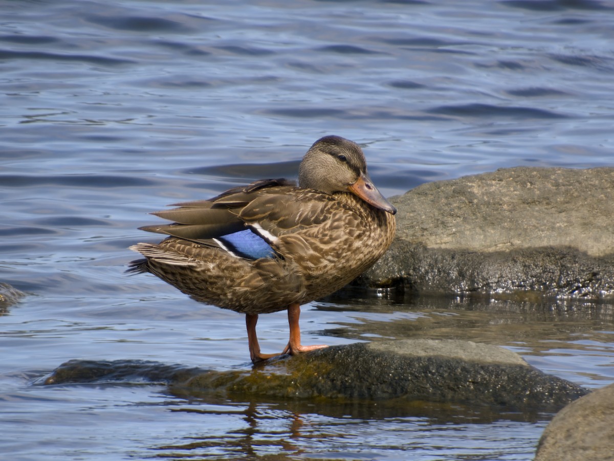 Mallard - ML641135844