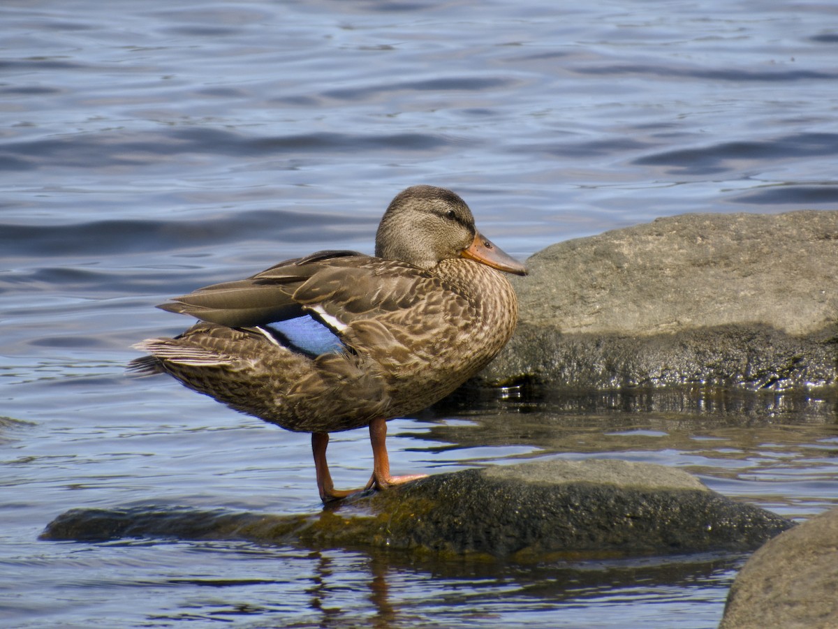 Mallard - ML641135846