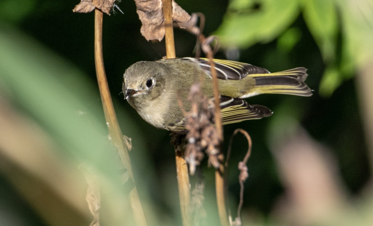 Ruby-crowned Kinglet - ML641135858