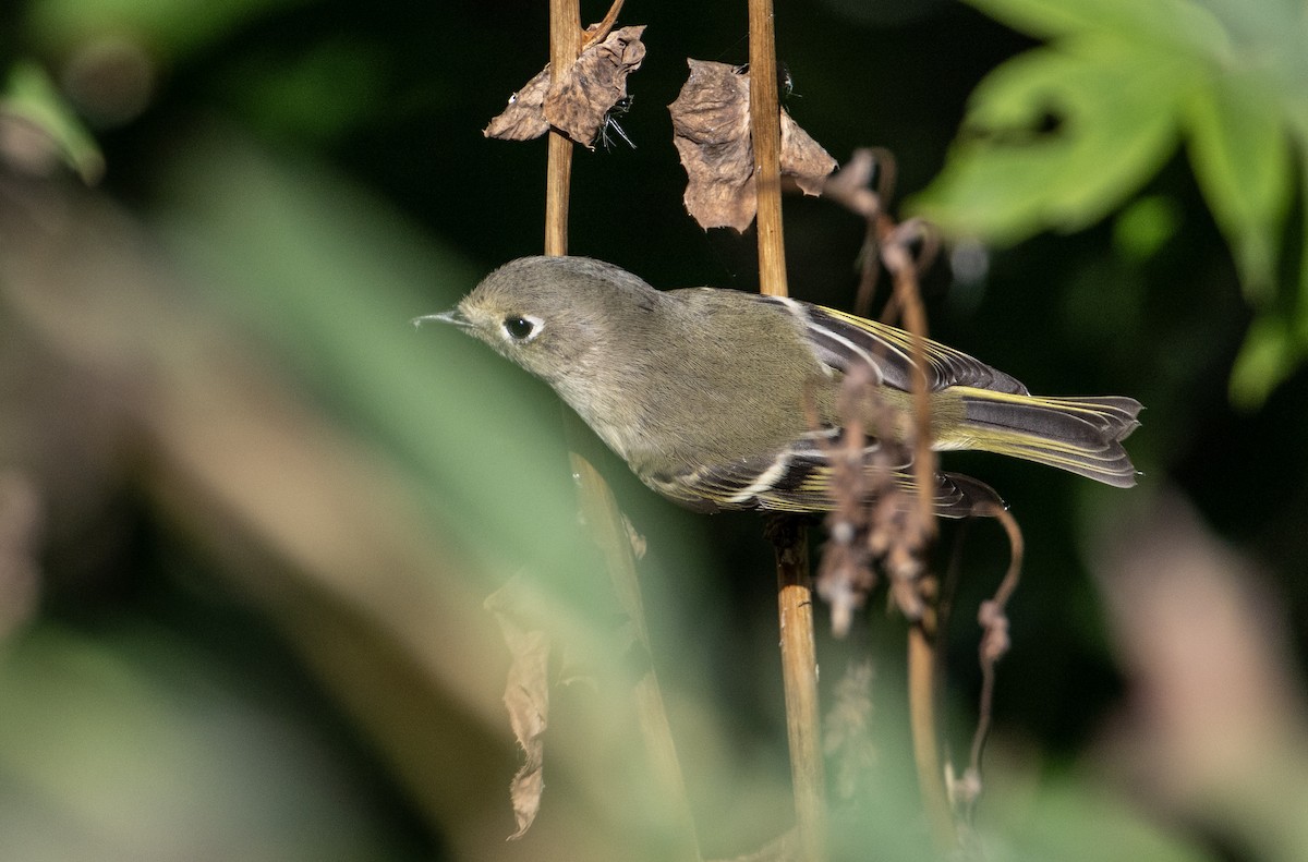 Ruby-crowned Kinglet - ML641135859