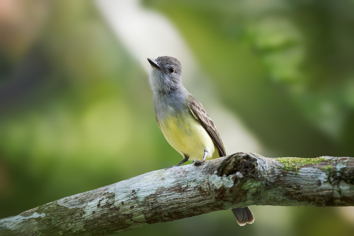 Panama Flycatcher - ML641135865