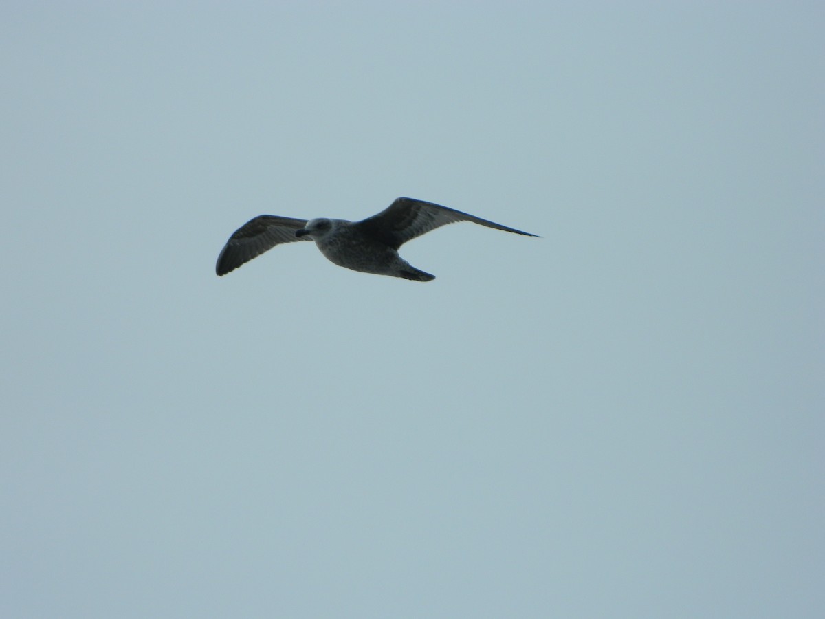 Dolphin Gull - ML641135888
