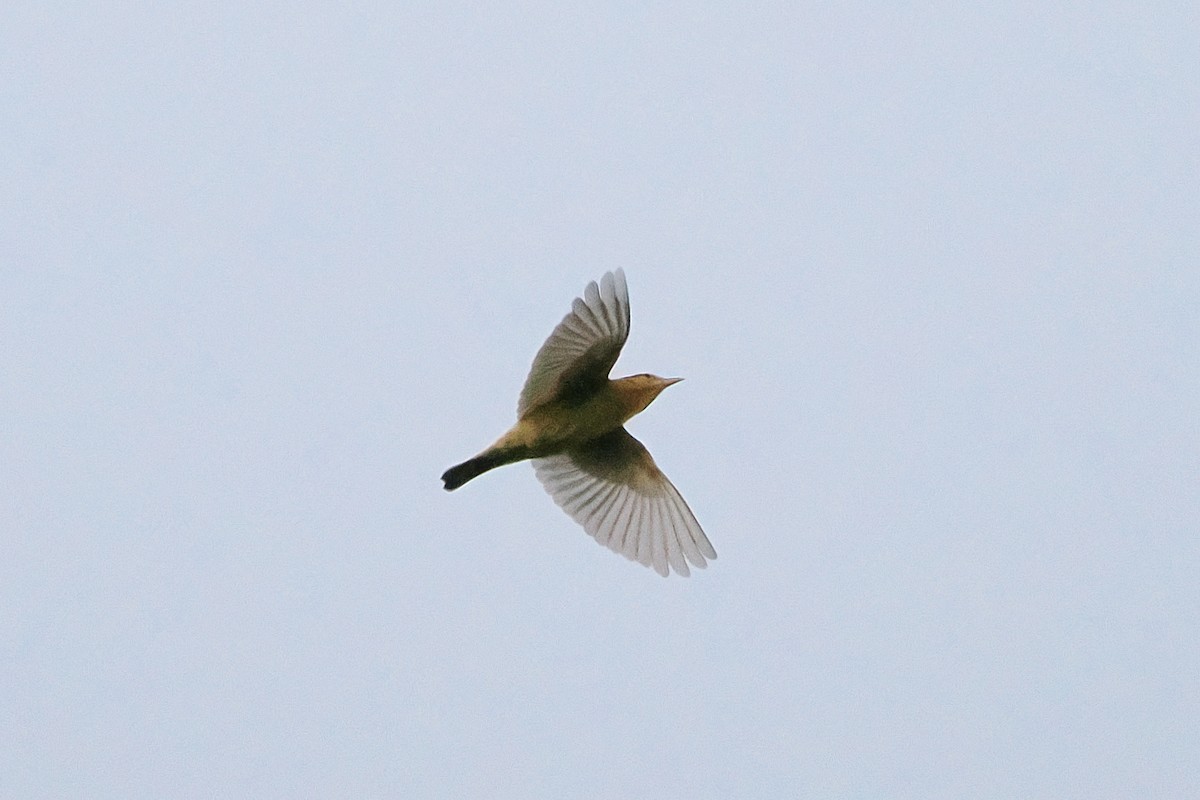 Worm-eating Warbler - ML641135895