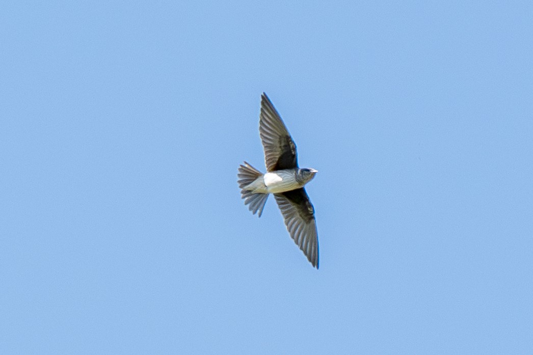 Purple Martin - ML641135941