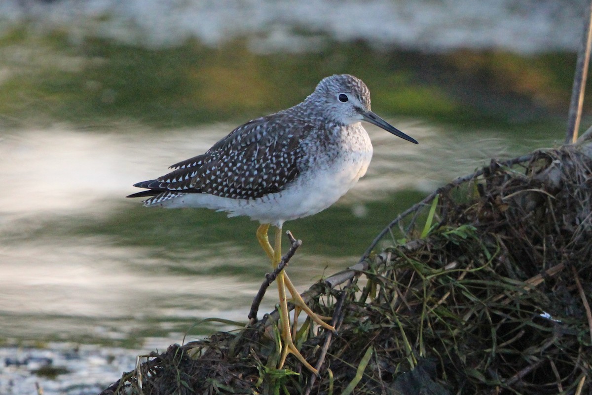 plystresnipe - ML641135960