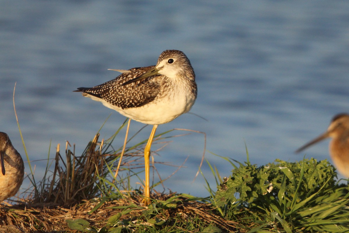 plystresnipe - ML641135962