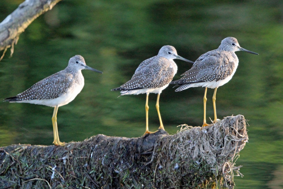 plystresnipe - ML641135964