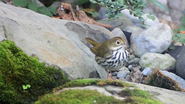 Ovenbird - ML641135988
