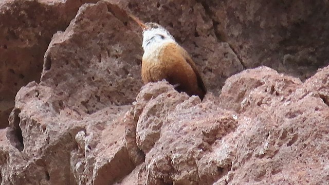 Canyon Wren - ML641135990