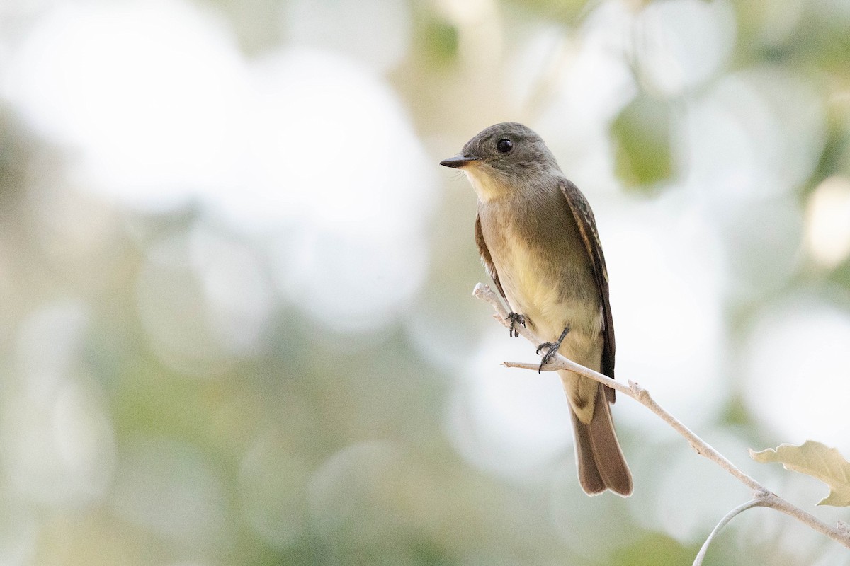 Western Wood-Pewee - ML641136013