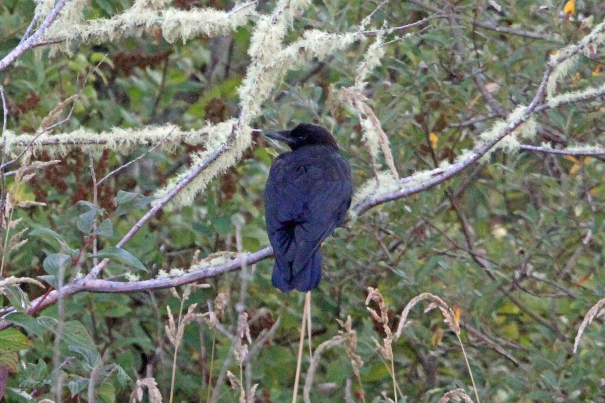 vrána americká - ML641136020