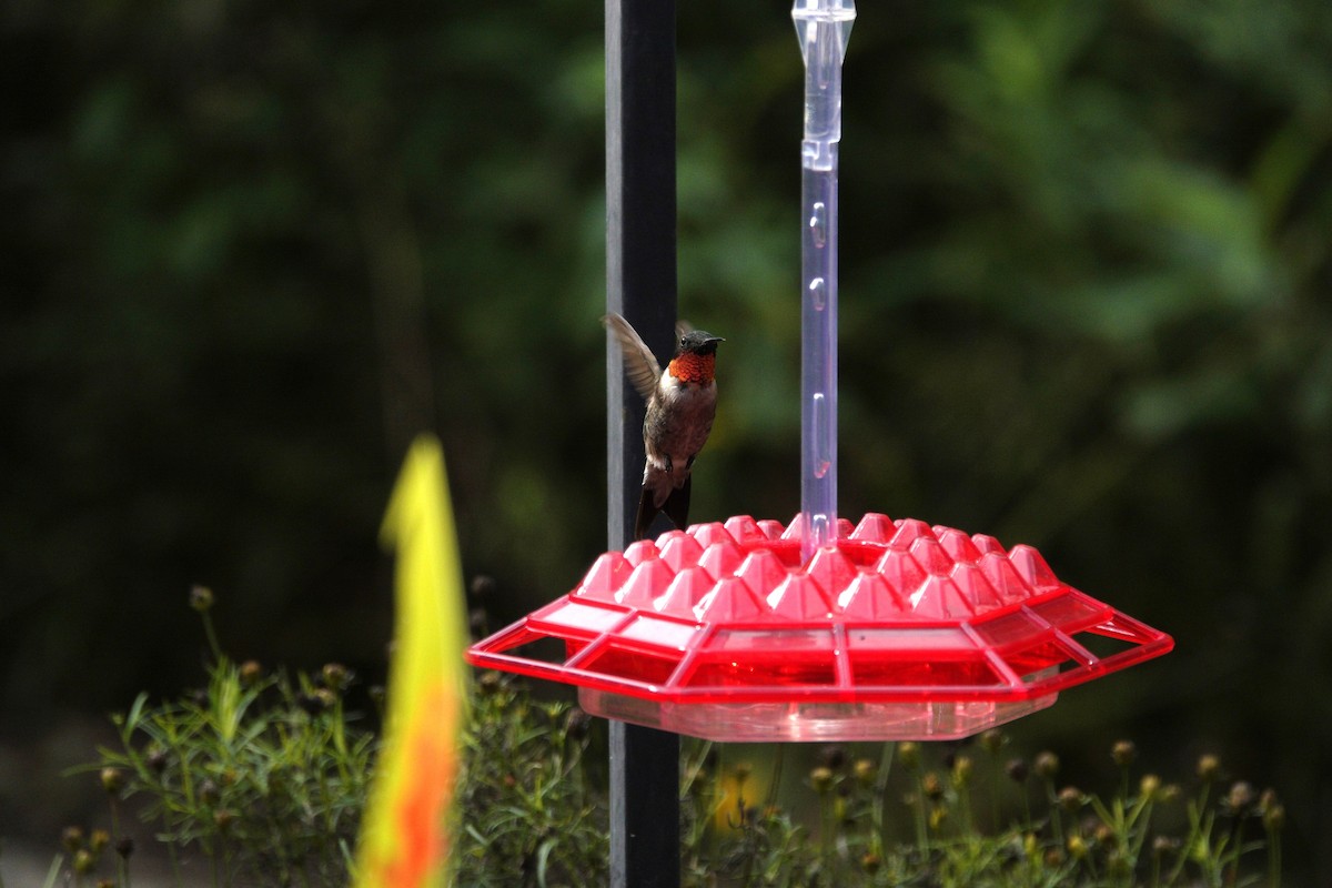 Ruby-throated Hummingbird - ML641136032