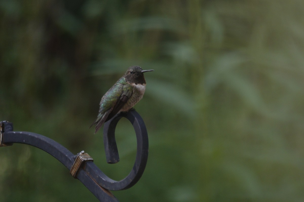Ruby-throated Hummingbird - ML641136033