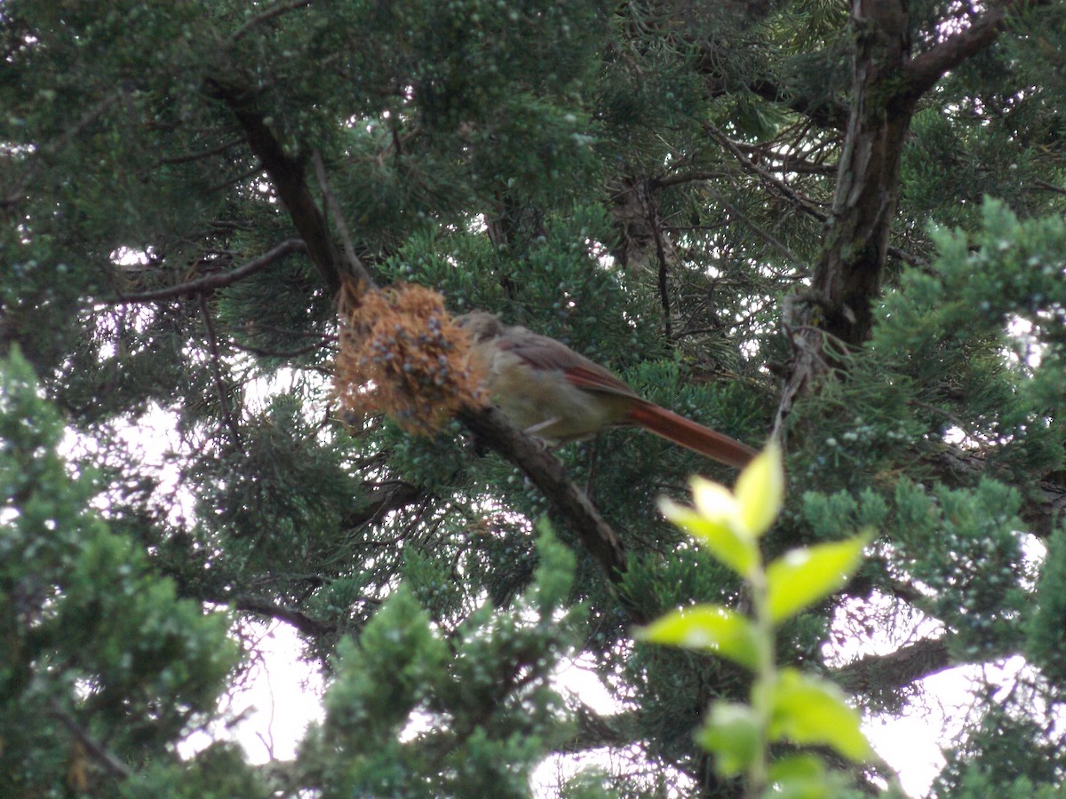 Northern Cardinal - ML641136034