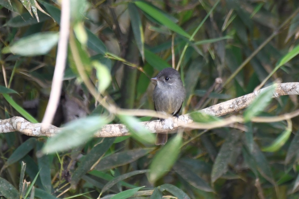 Southern Tropical Pewee - ML641136061