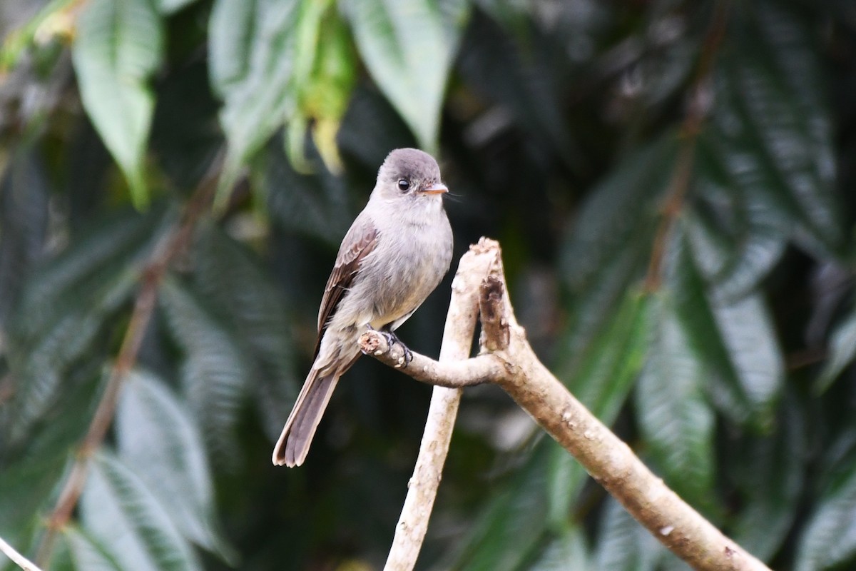 Southern Tropical Pewee - ML641136062