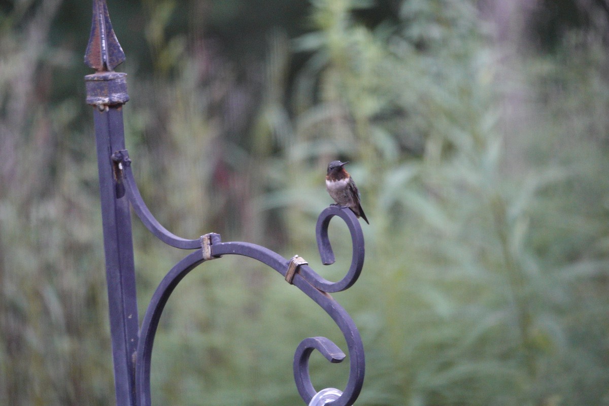 Ruby-throated Hummingbird - ML641136093