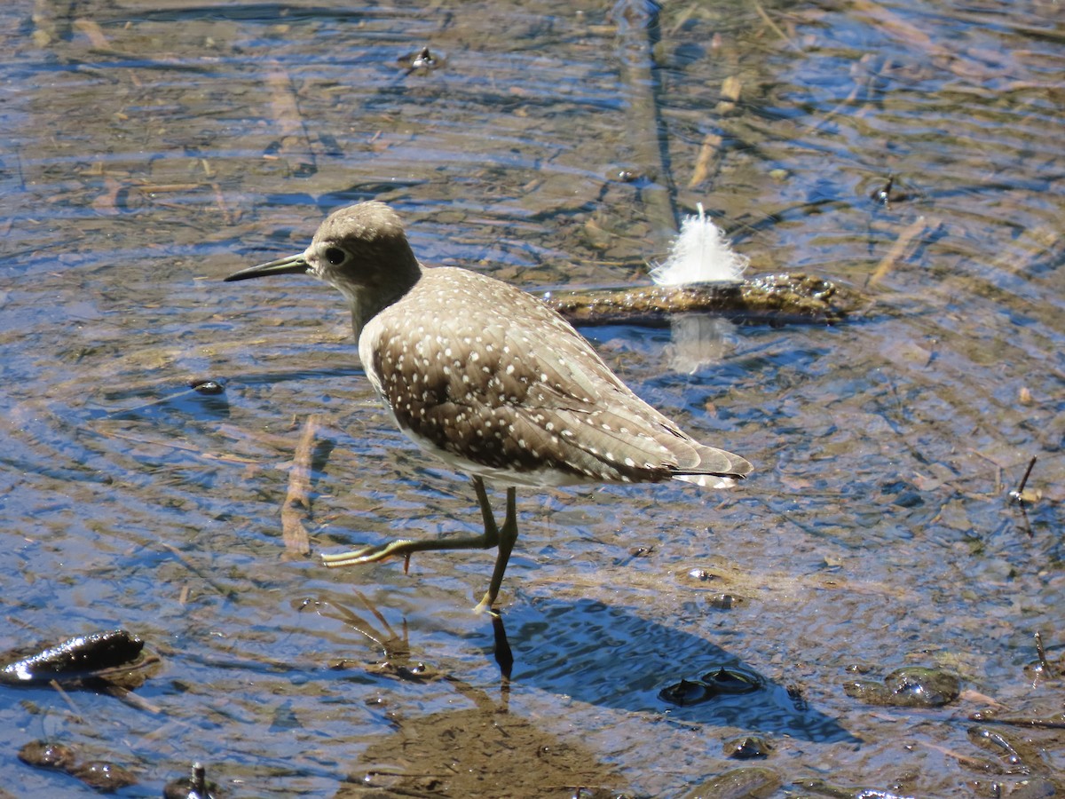 Solitary Sandpiper - ML641136094