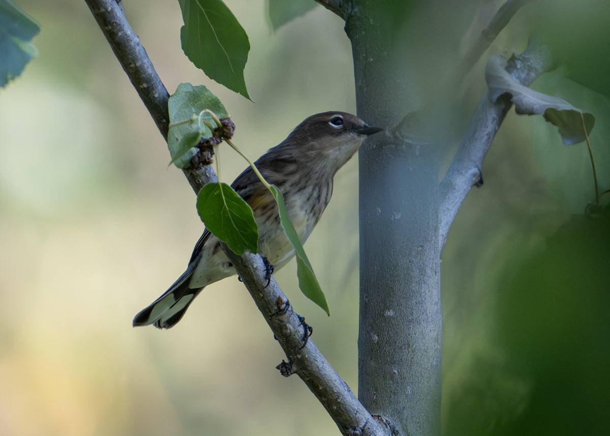 Yellow-rumped Warbler - ML641136106