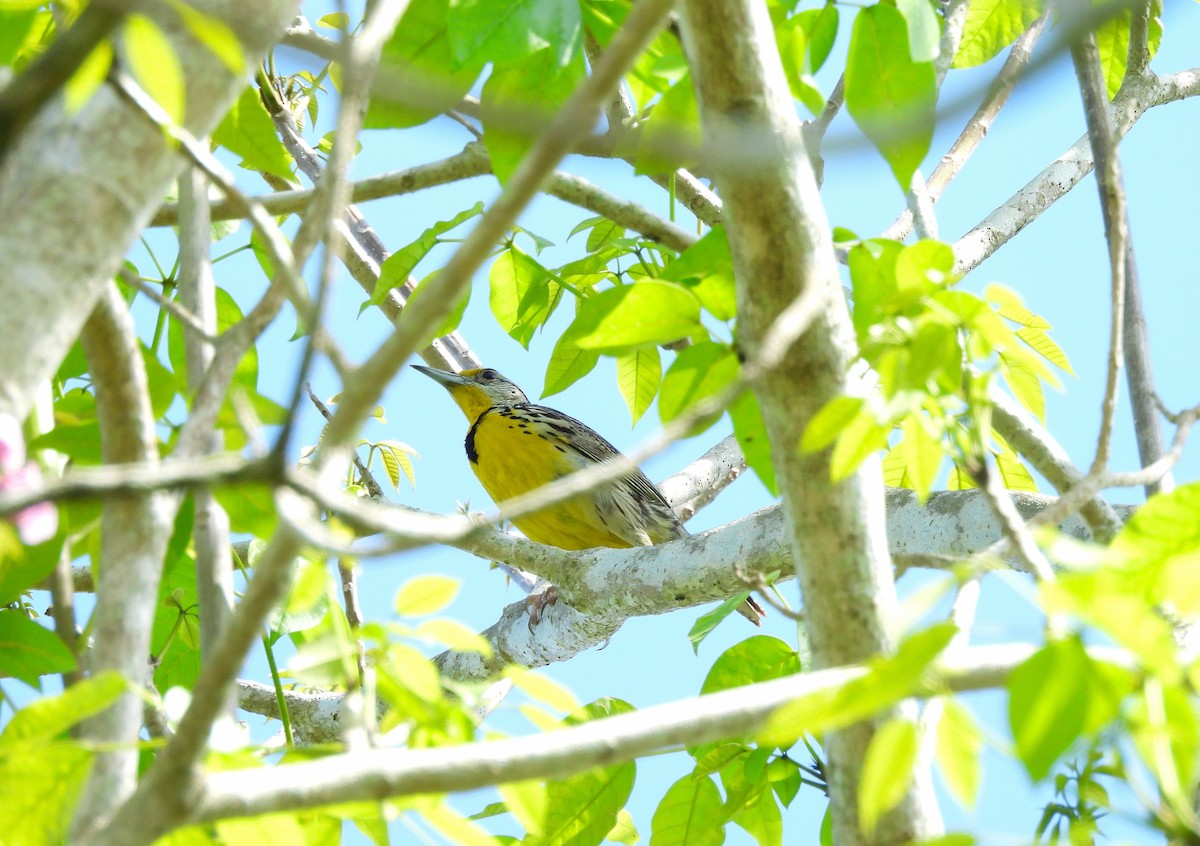 Eastern Meadowlark - ML641136111