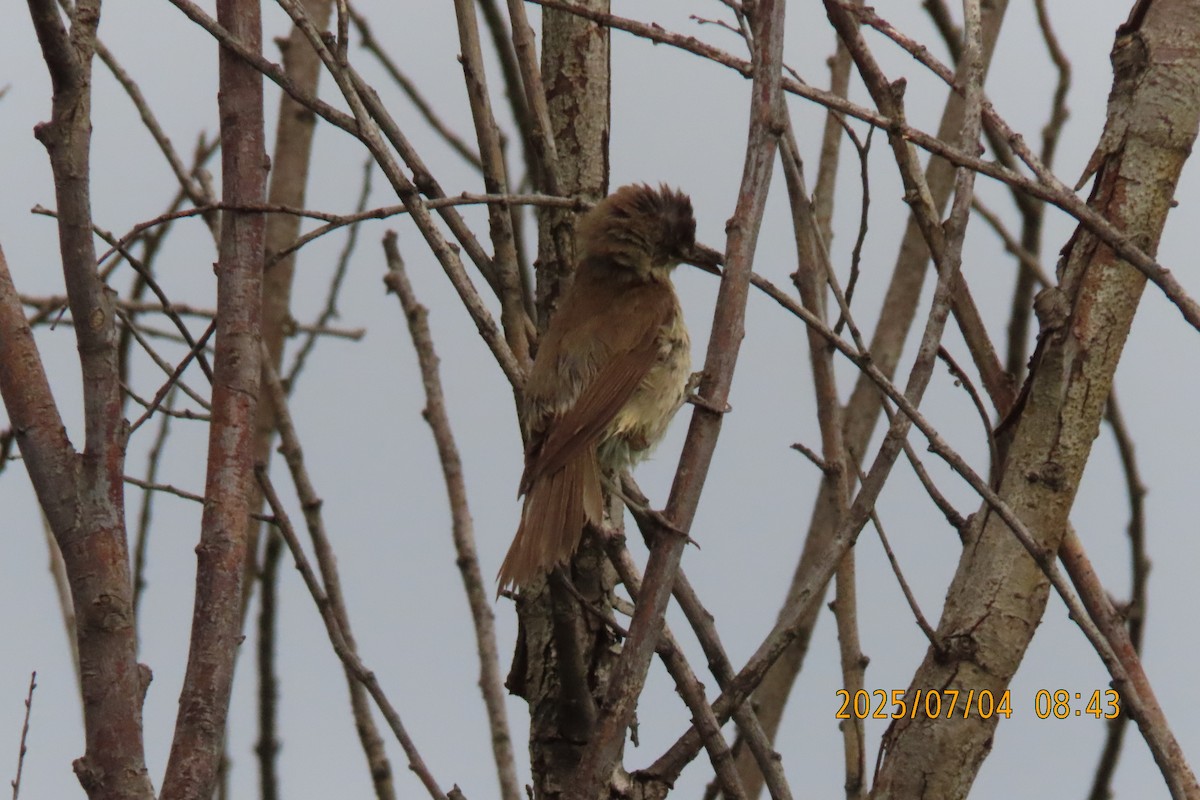 Clamorous Reed Warbler - ML641136119