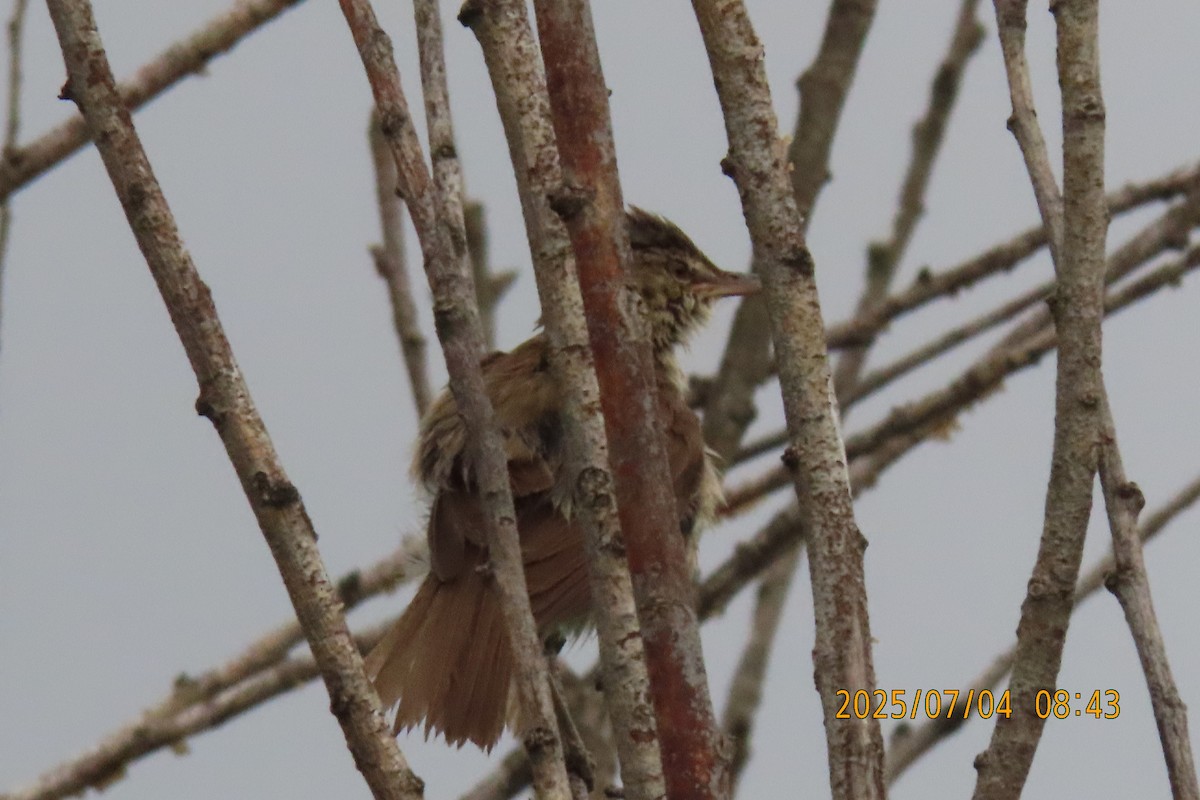 Clamorous Reed Warbler - ML641136120