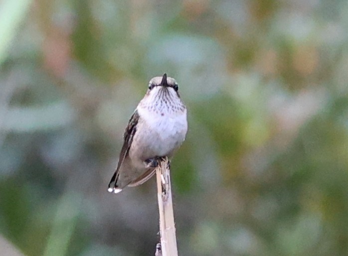 Ruby-throated Hummingbird - ML641136142