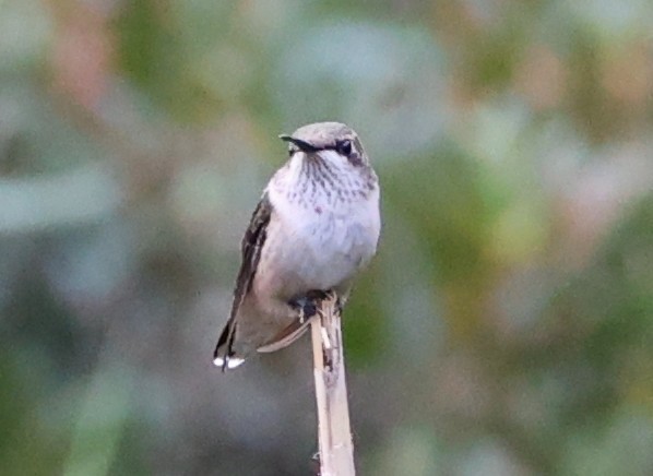 Ruby-throated Hummingbird - ML641136143