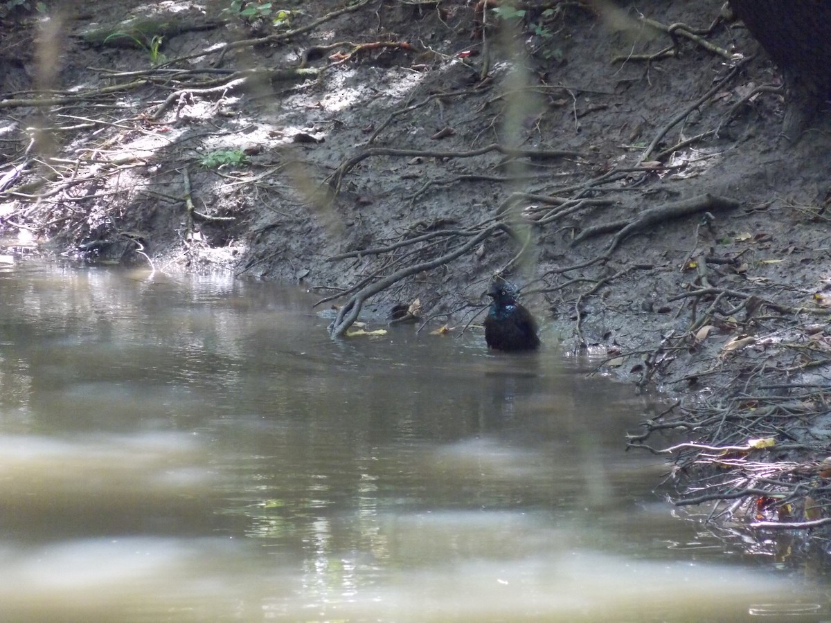 Common Grackle - ML641136161
