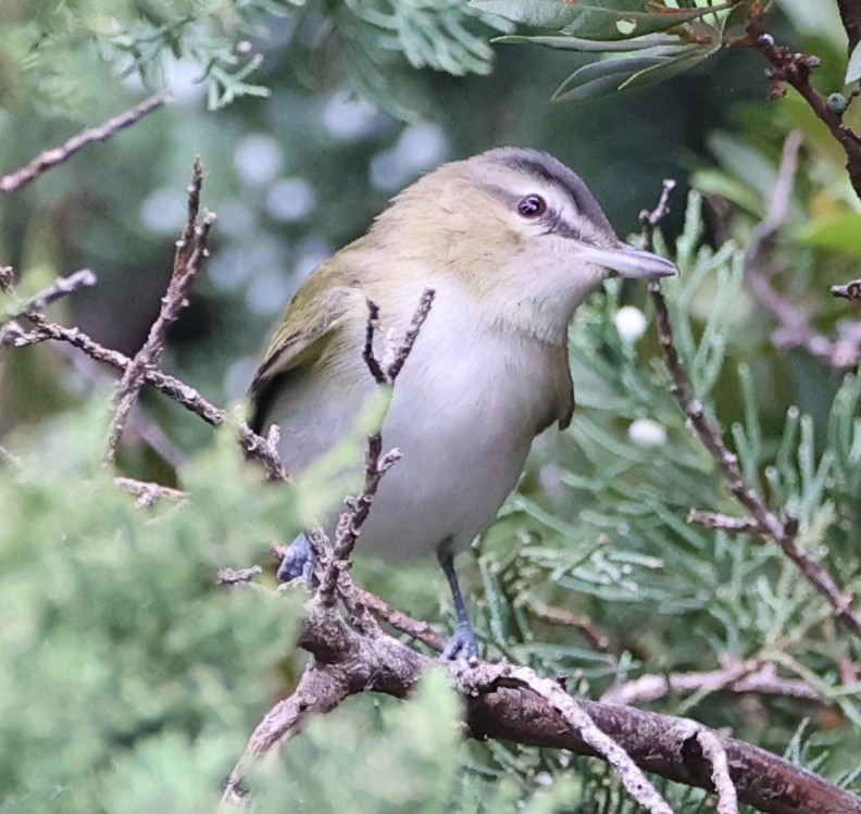 アカメモズモドキ - ML641136172