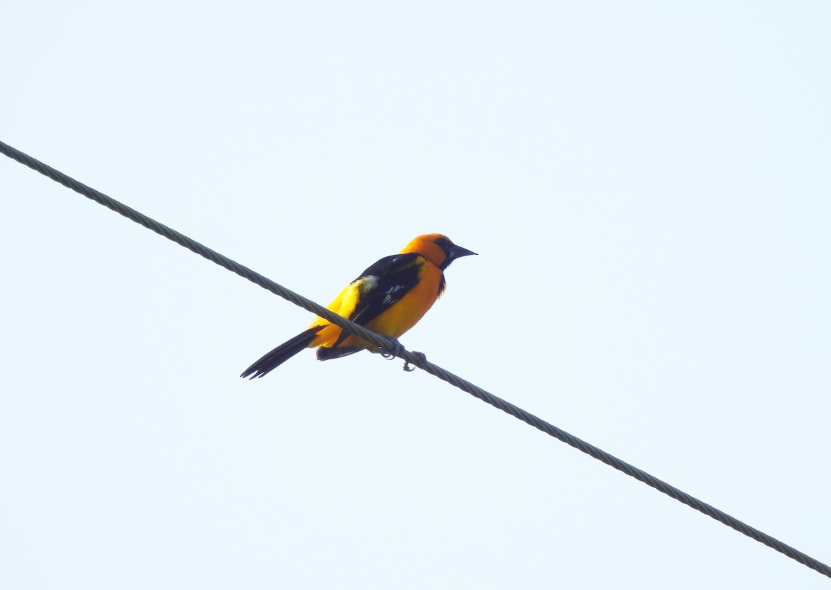 Altamira Oriole - ML641136177