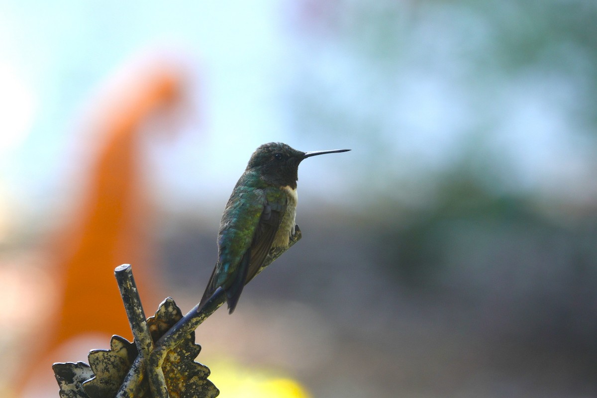 Ruby-throated Hummingbird - ML641136182