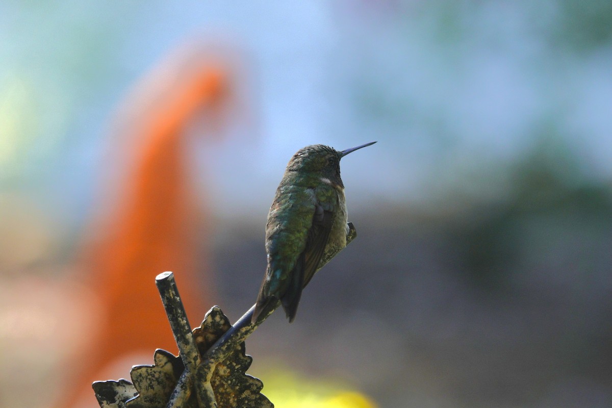 Ruby-throated Hummingbird - ML641136183