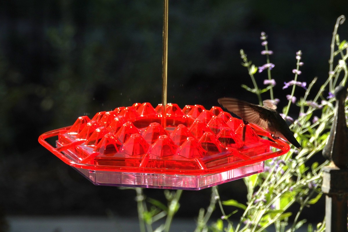 Ruby-throated Hummingbird - ML641136185