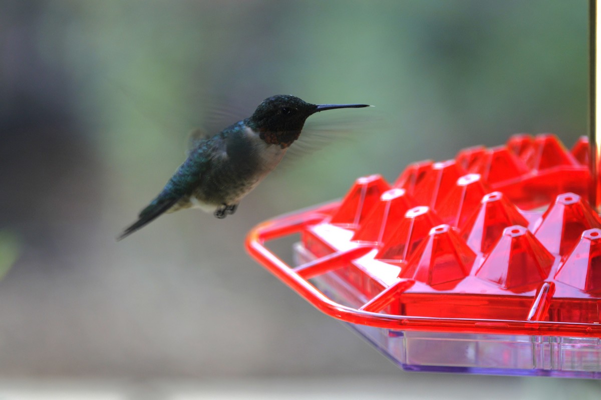 Ruby-throated Hummingbird - ML641136186