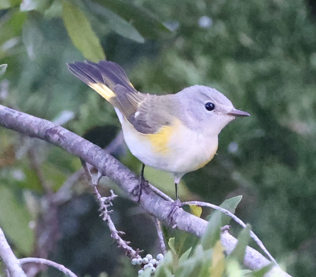 American Redstart - ML641136302
