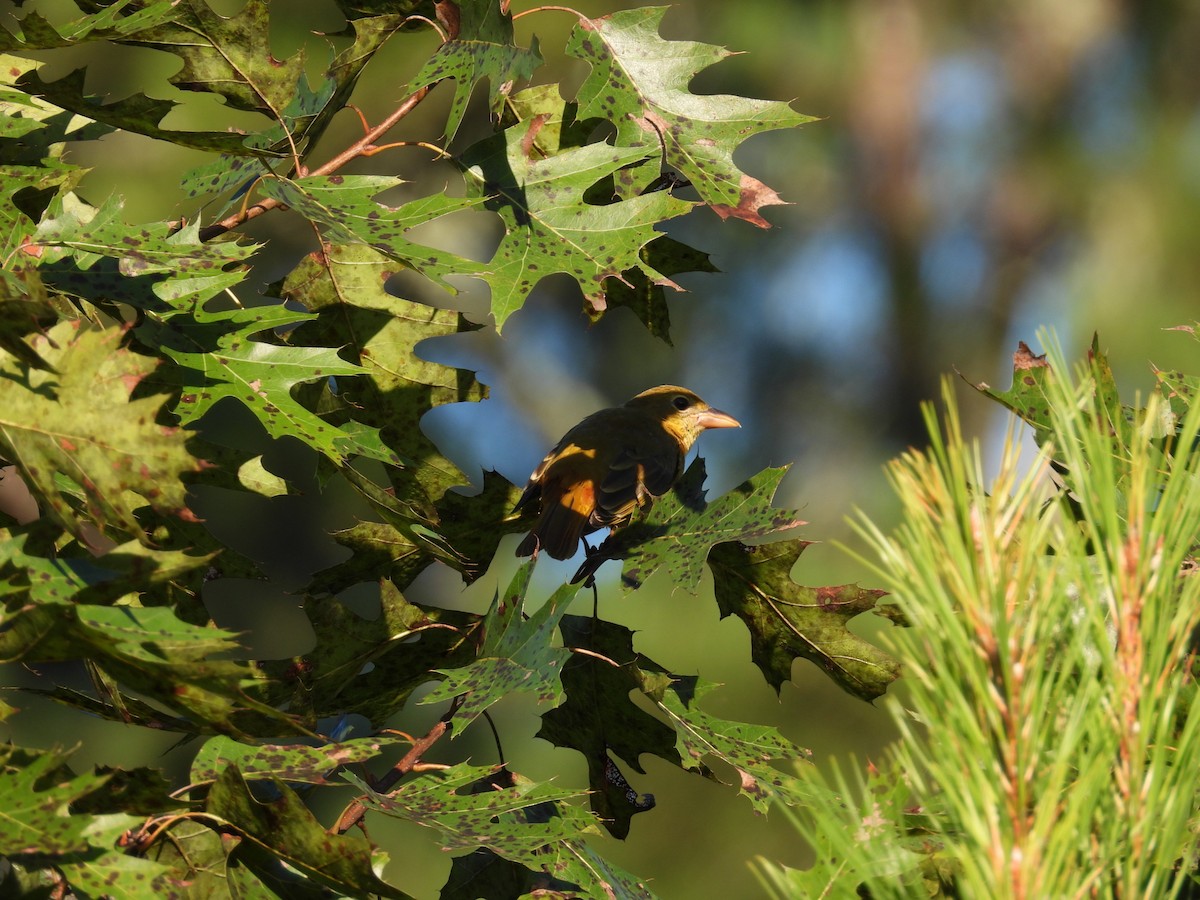 Summer Tanager - ML641136331