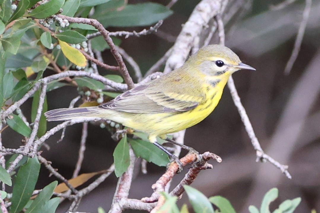 Prairie Warbler - ML641136336
