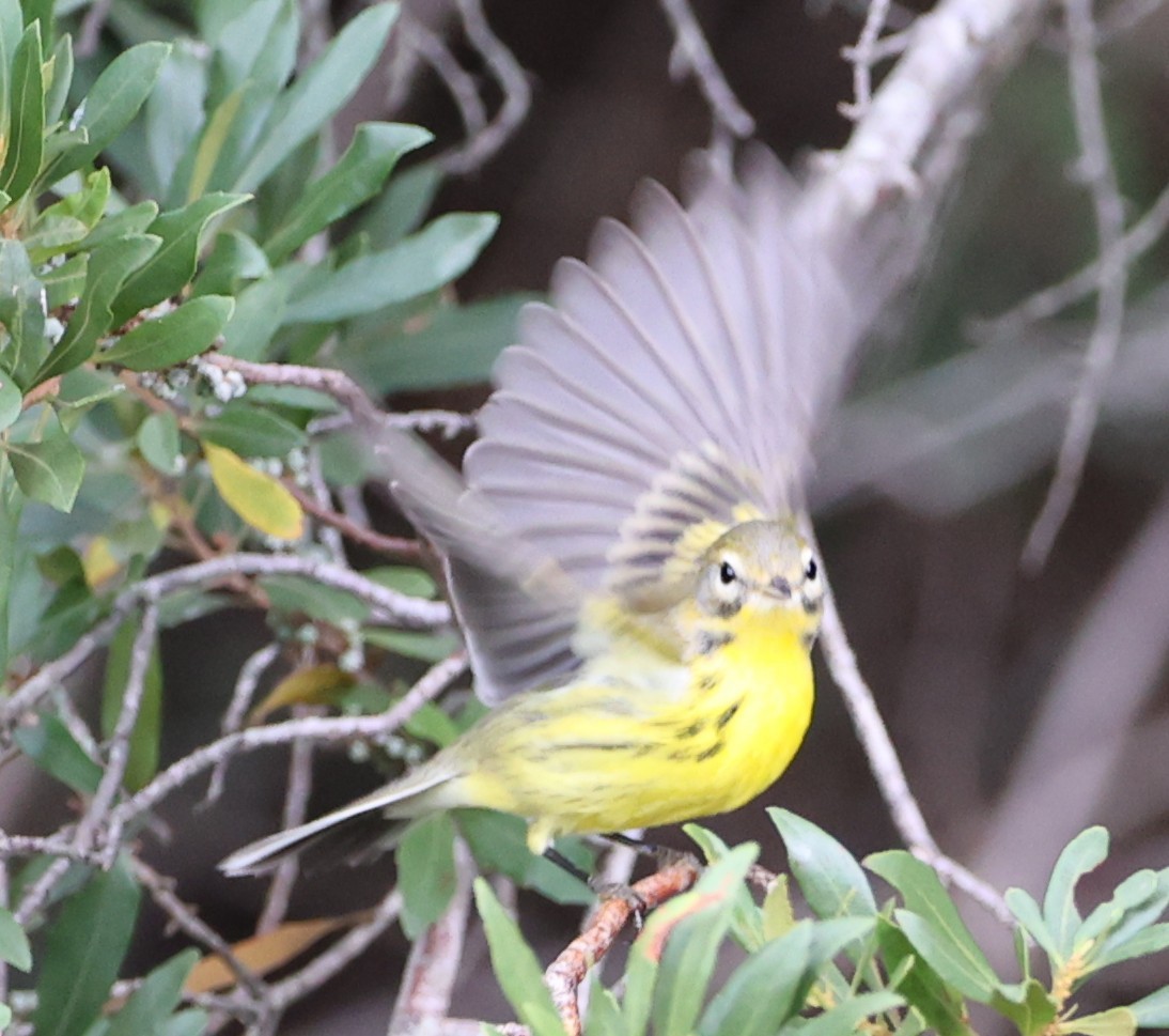 Prairie Warbler - ML641136337