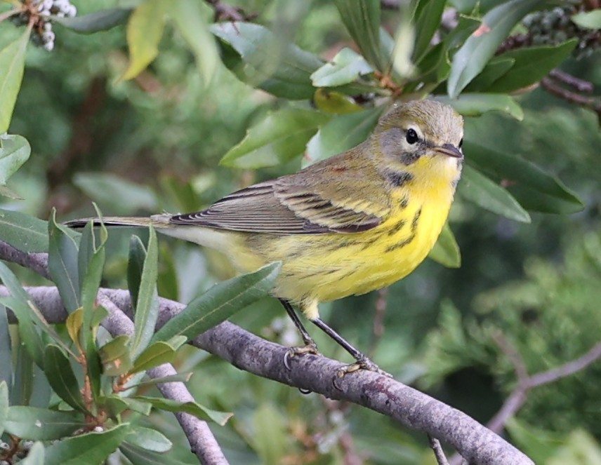Prairie Warbler - ML641136338