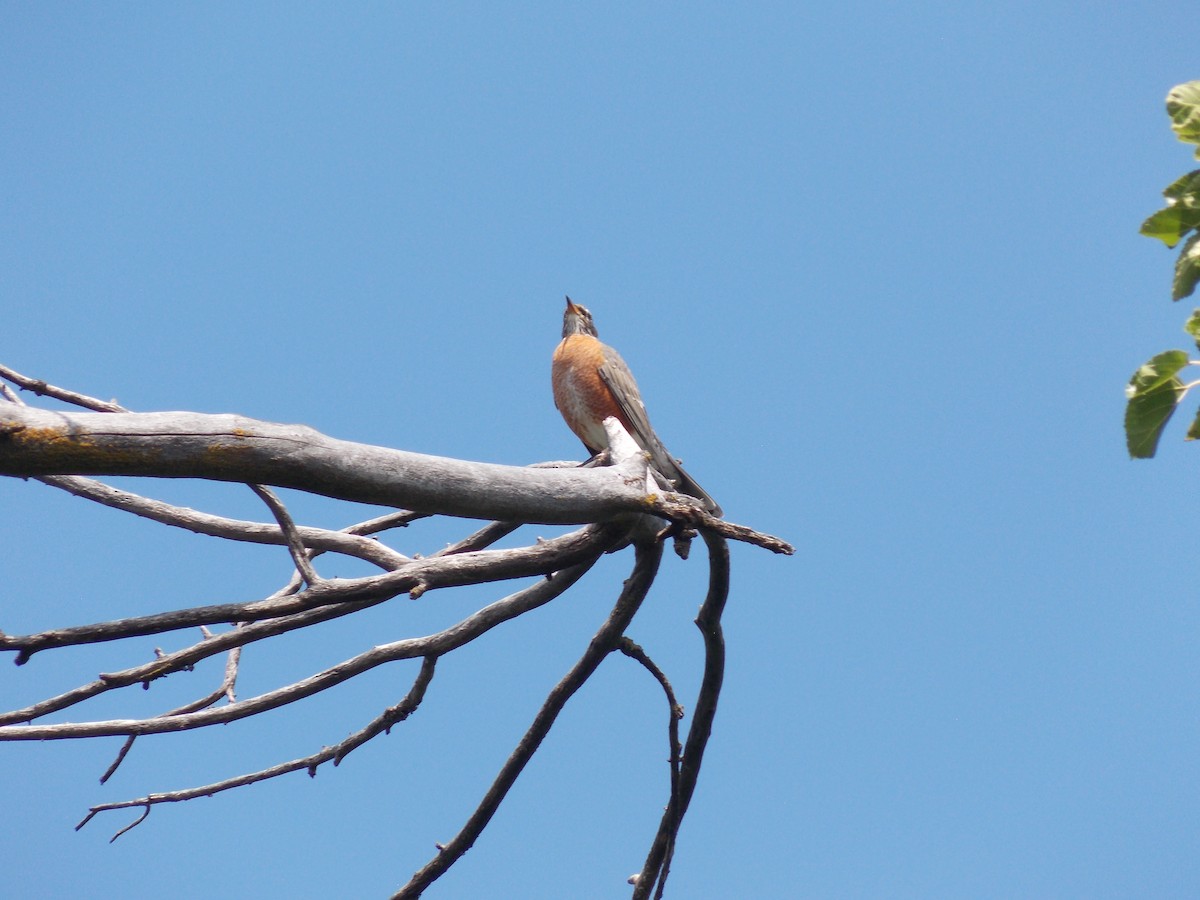 American Robin - ML641136366