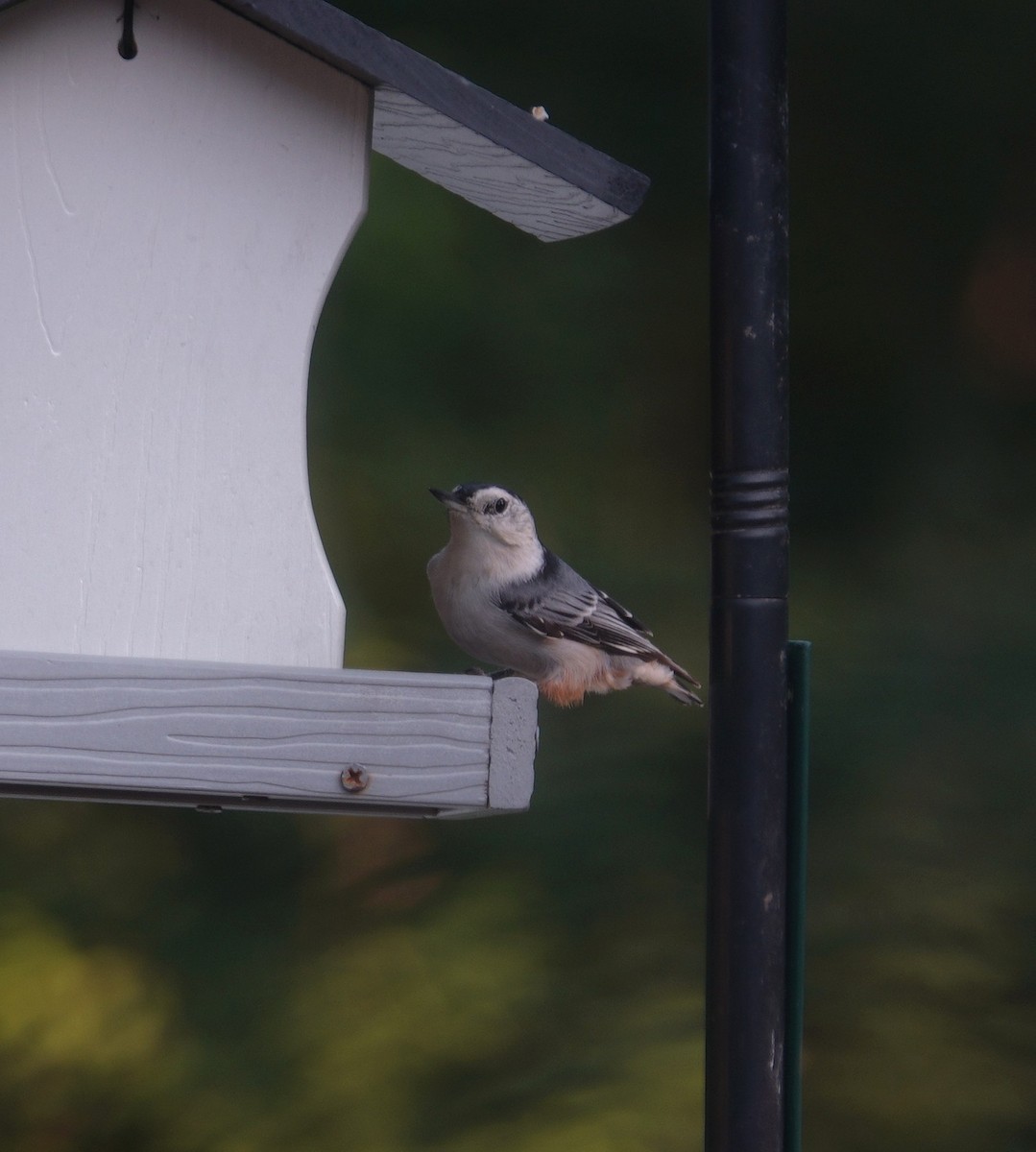 White-breasted Nuthatch - ML641136376