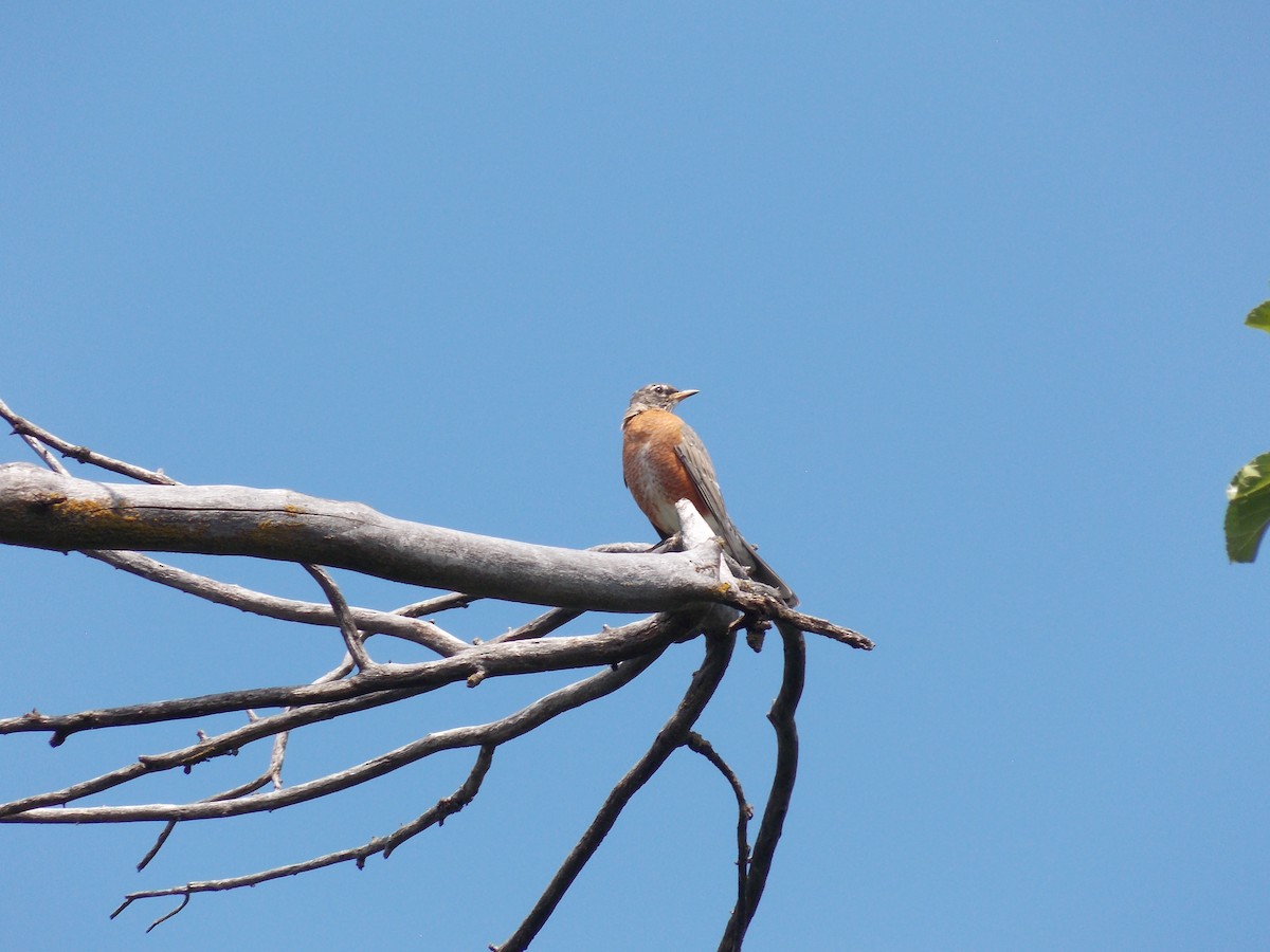 American Robin - ML641136378