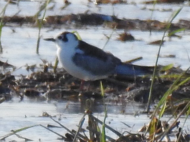 White-winged Tern - ML641136381