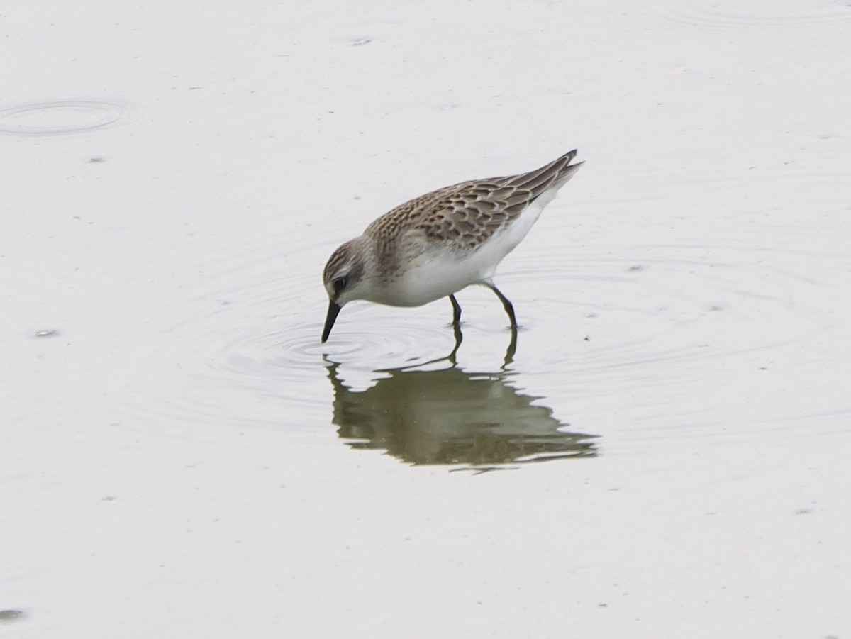 Semipalmated Sandpiper - ML641136404